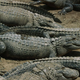 Illustration for article titled Why We Shouldn’t Force Alligators And Crocodiles To Wear Sashes That Say ‘Alligator’ And ‘Crocodile’
